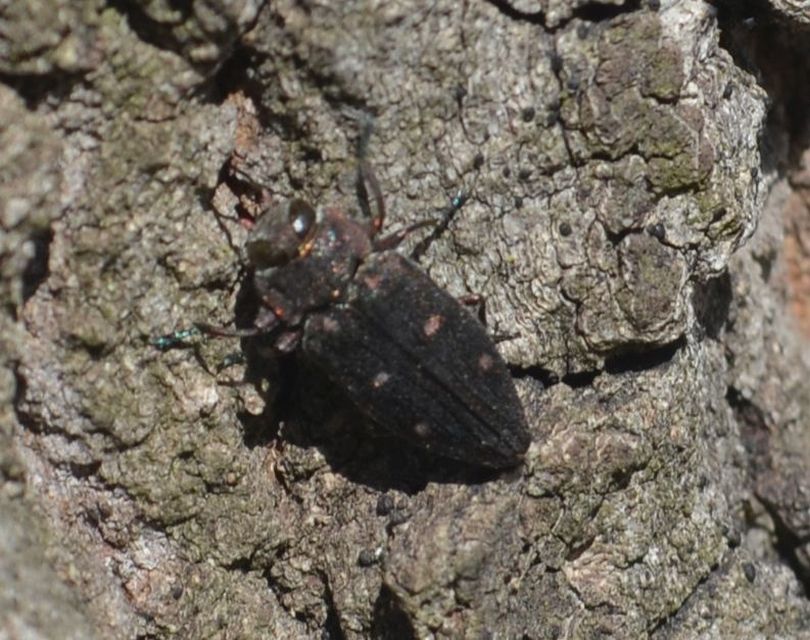 Chrysobothris affinis - aranypettyes díszbogár