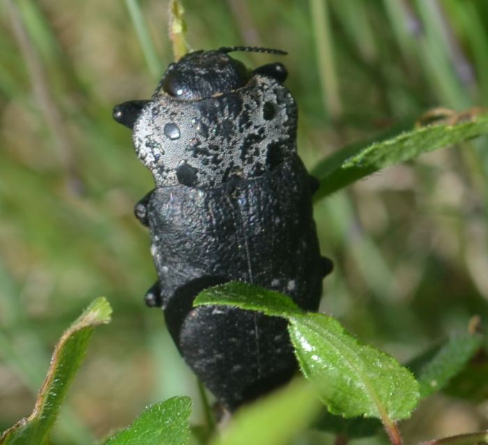 Capnodis tenebrionis - kökény-tükrösdíszbogár