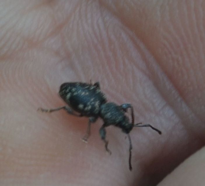 Otiorhynchus fullo - aranypikkelyes gyalogormányos