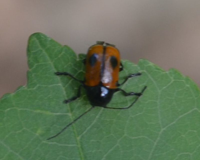 Cryptocephalus bipunctatus - kétpettyes zömökbogár
