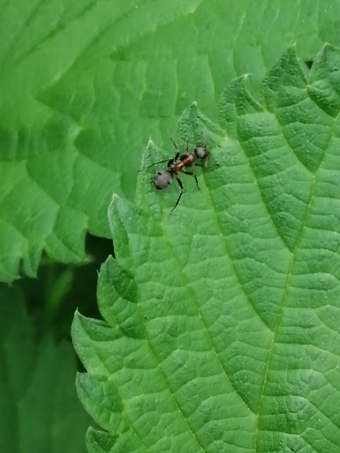 Formica cunicularia - gyakori rabszolgahangya