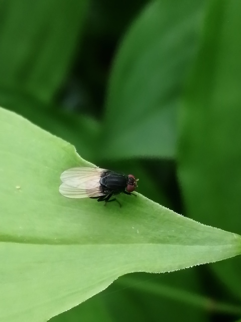 Minettia longipennis