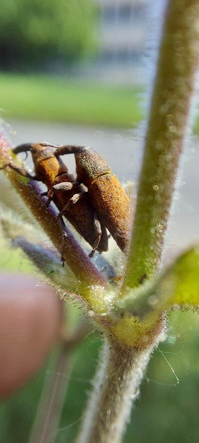 Lixus brevipes - vaskosorrú dudvabarkó
