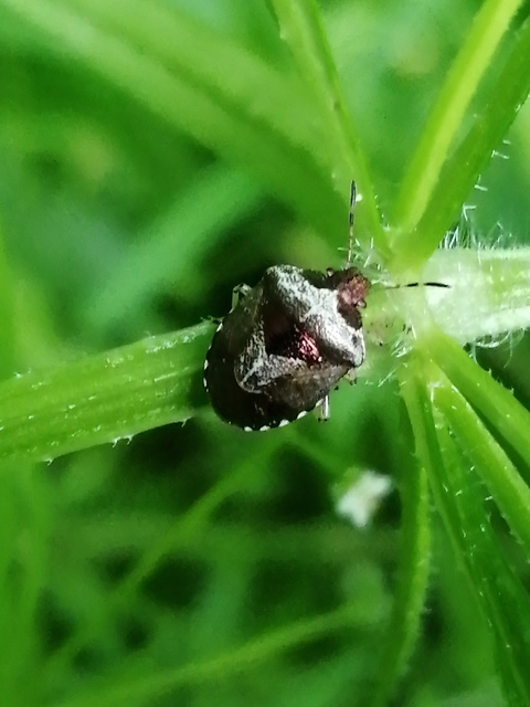 Stagonomus venustissimus - foltos feketefejű-poloska Stagonomus venustissimus - foltos feketefejű-poloska