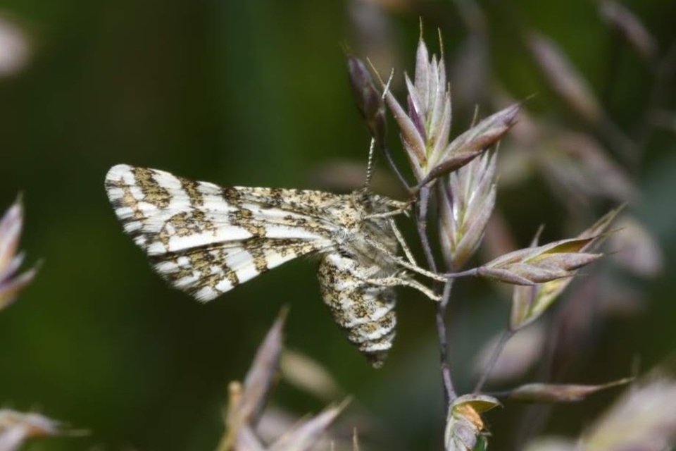 Narraga fasciolaria/tessularia