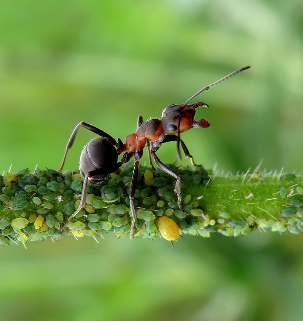 Formica pratensis - réti vöröshangya