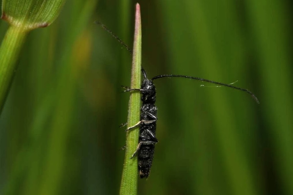 Theophilea subcylindricollis - hengeres szalmacincér