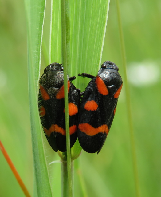 Cercopis