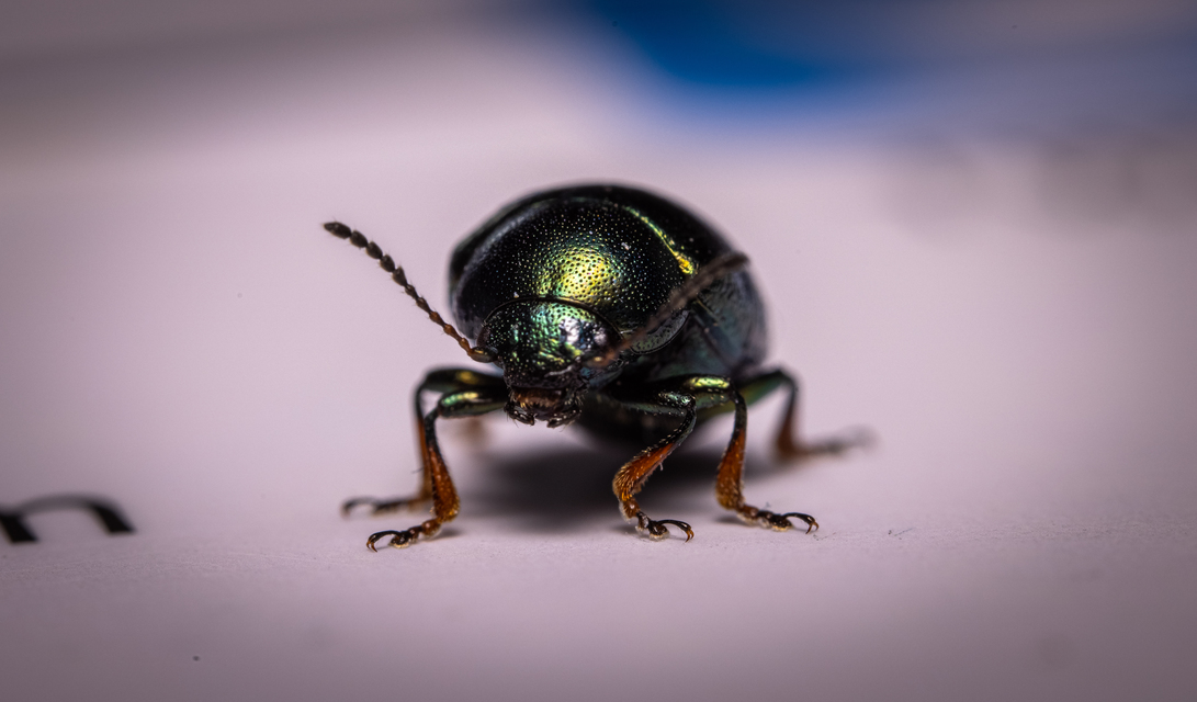Colaphellus sophiae - mustárbogár