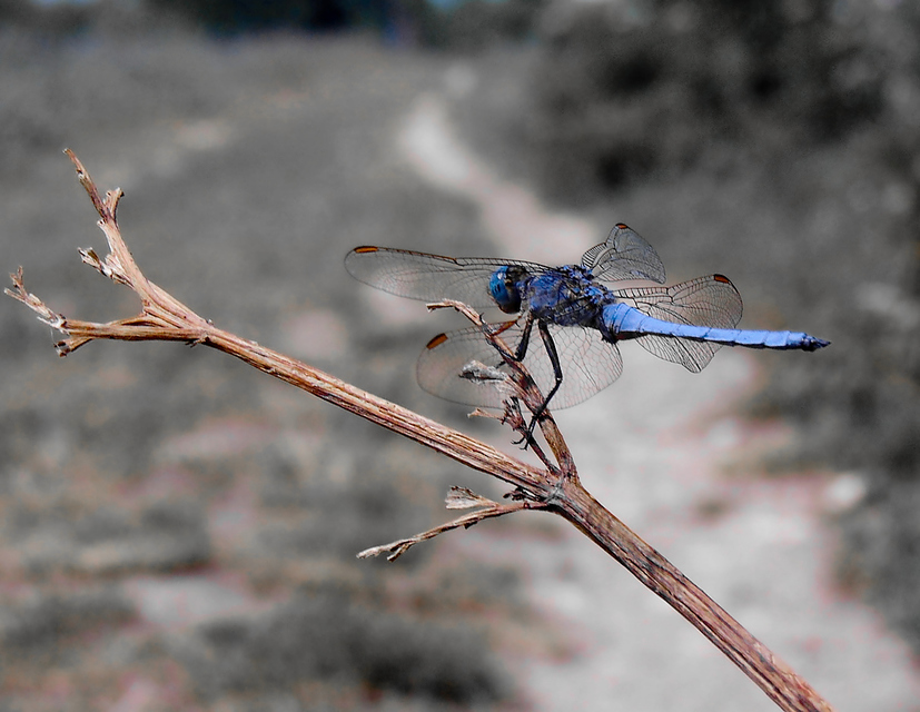 Orthetrum coerulescens - karcsú pásztorszitakötő