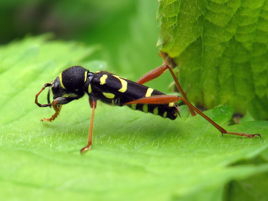 Clytus arietis - közönséges darázscincér