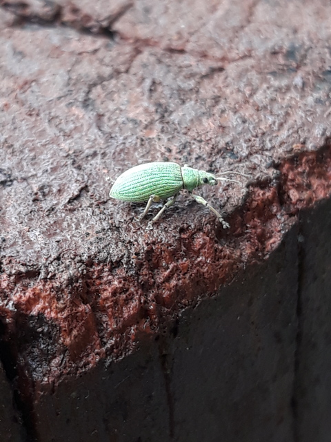 Phyllobius virideaeris - halványzöld levélormányos