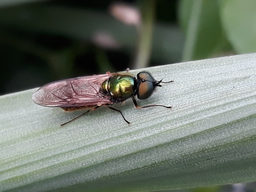 Chloromyia formosa - közönséges fémeslégy
