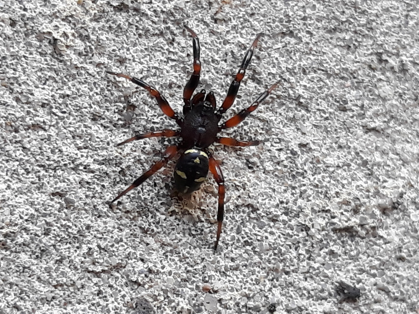 Asagena phalerata/meridionalis