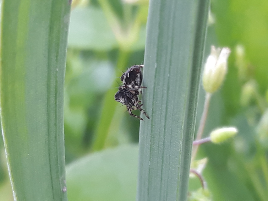 Oxyopes ramosus