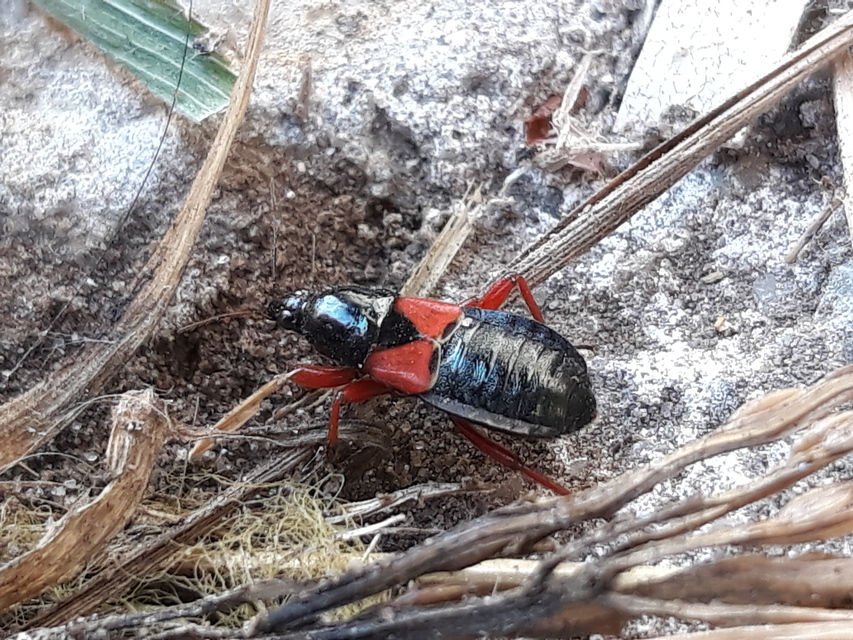 Prostemma guttula - vöröslábú tolvajpoloska