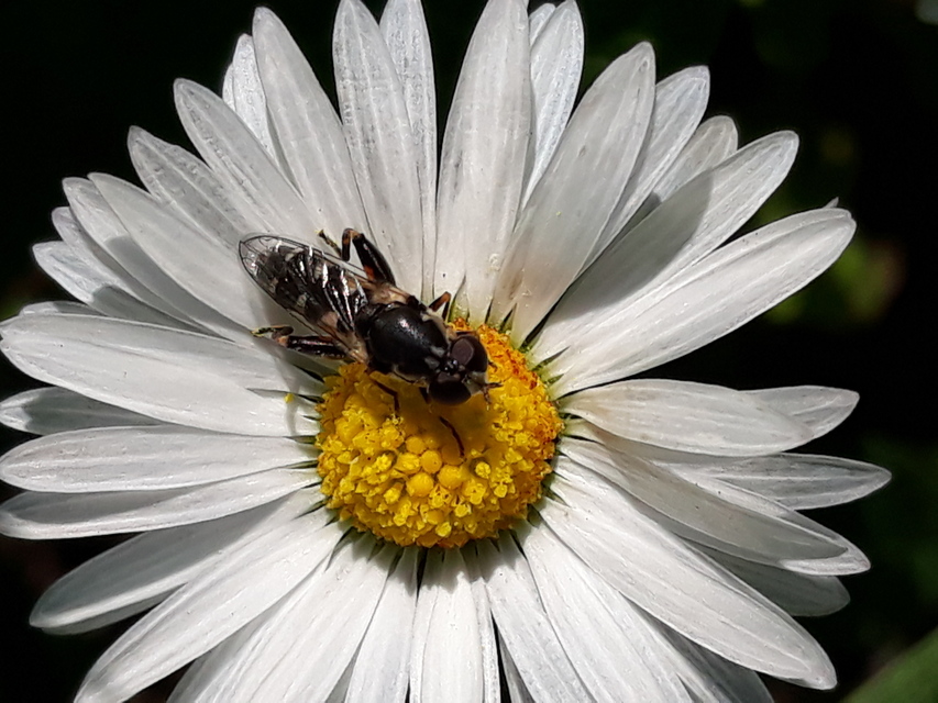 Syritta pipiens - zizegő comboslégy