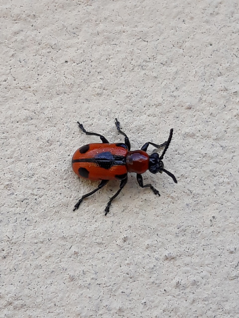 Crioceris quinquepunctata - ötpontos spárgabogár