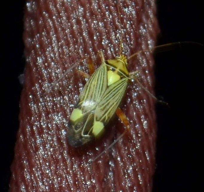 Rhabdomiris striatellus - zebra-mezeipoloska