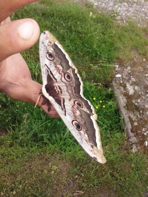 Saturnia pyri - nagy pávaszem