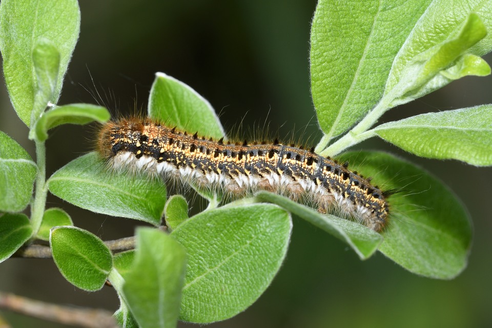 Euthrix potatoria - szomjas pohók