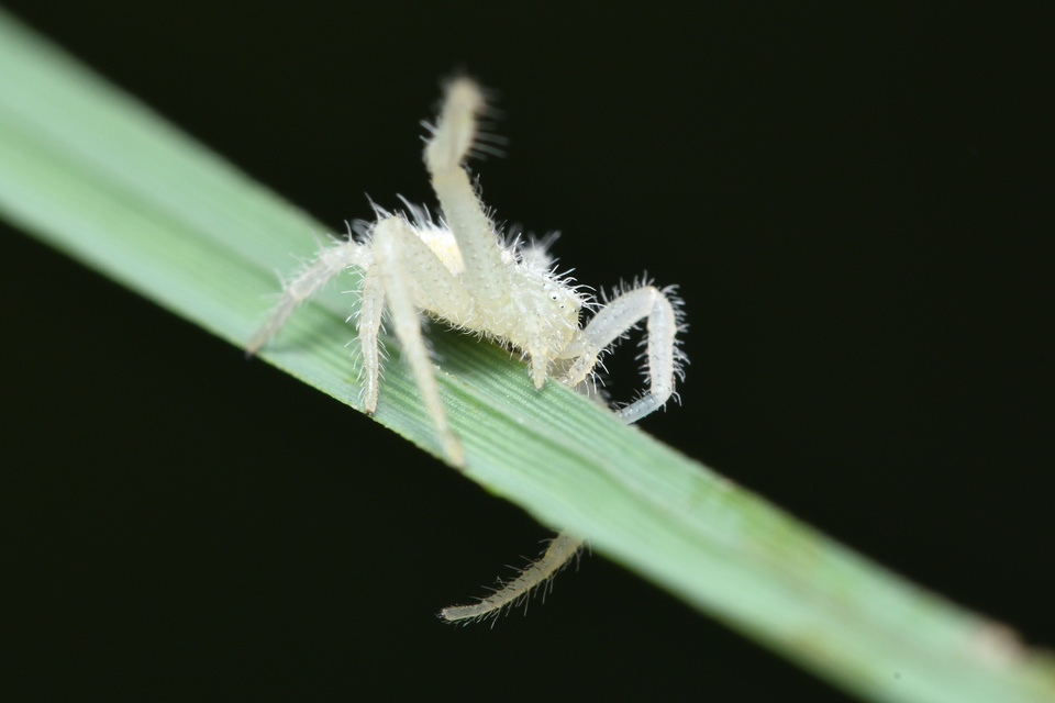 Heriaeus graminicola/hirtus