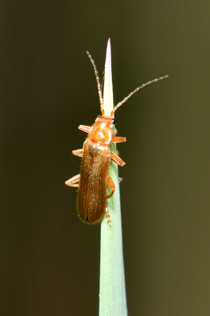 Cantharis pallida