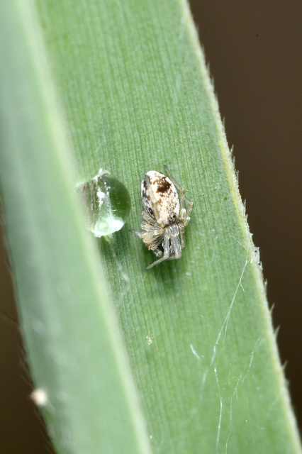 Dictyna arundinacea - nádi hamvaspók