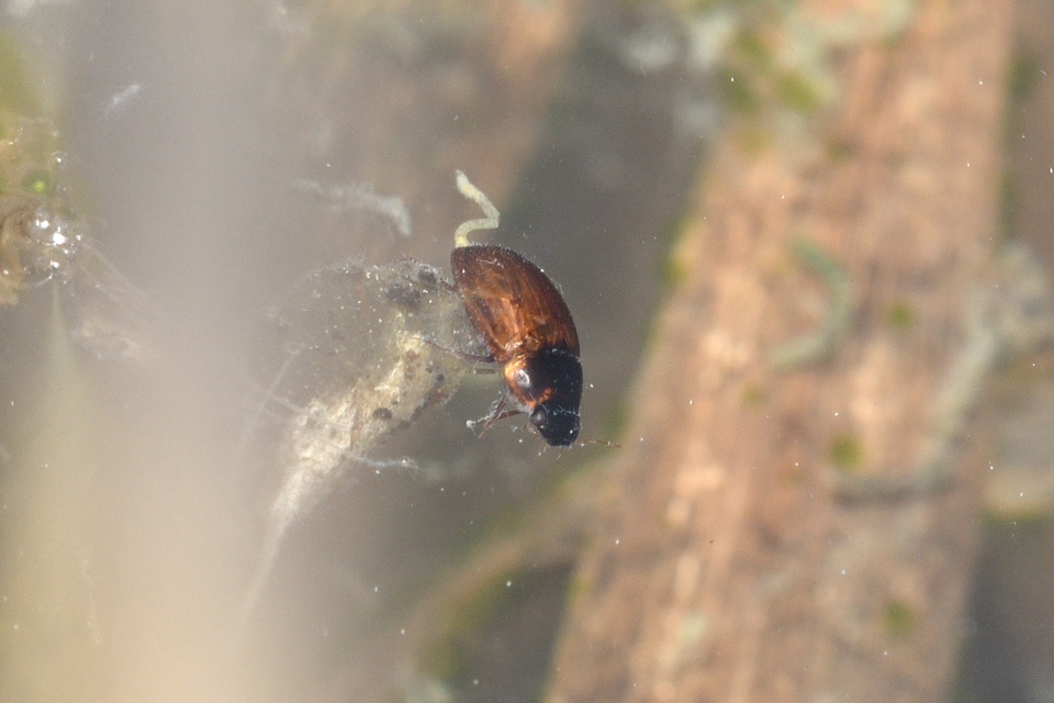Enochrus