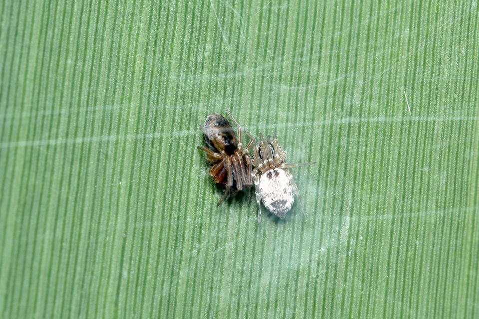 Dictyna