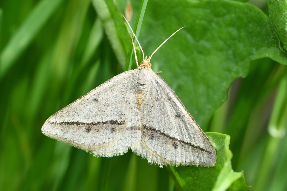 Tephrina arenacearia - lucerna-araszoló