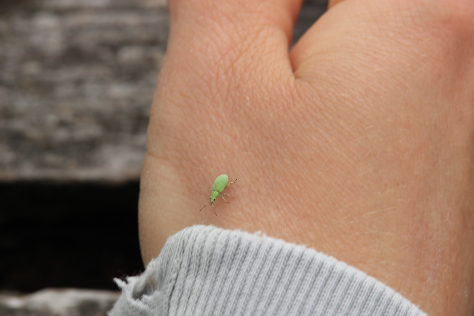 Phyllobius virideaeris - halványzöld levélormányos