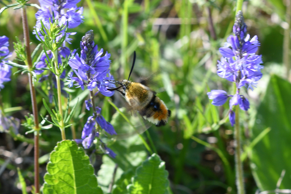 Hemaris tityus - pöszörszender Hemaris tityus - pöszörszender