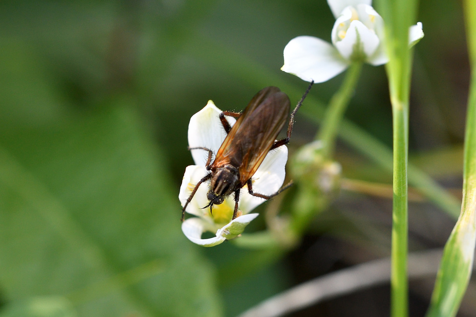 Empididae - táncoslegyek