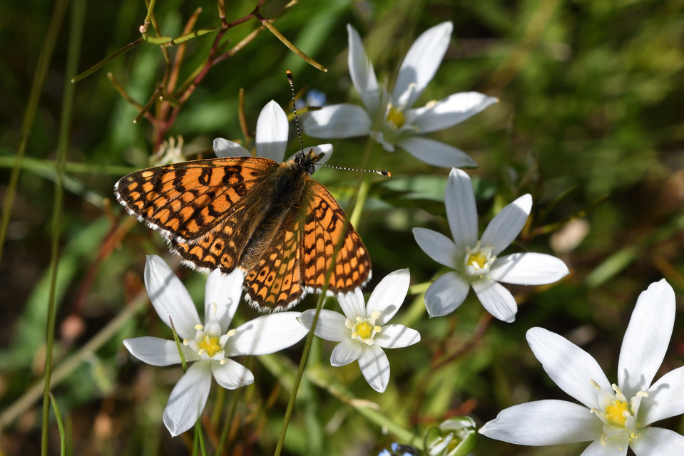 Melitaea cinxia - réti tarkalepke