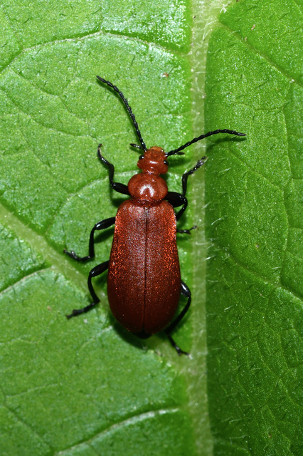 Pyrochroa serraticornis - közép-bíborbogár