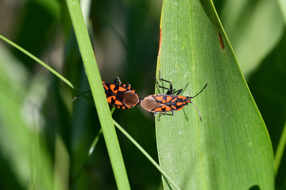 Spilostethus saxatilis - virágbodobács