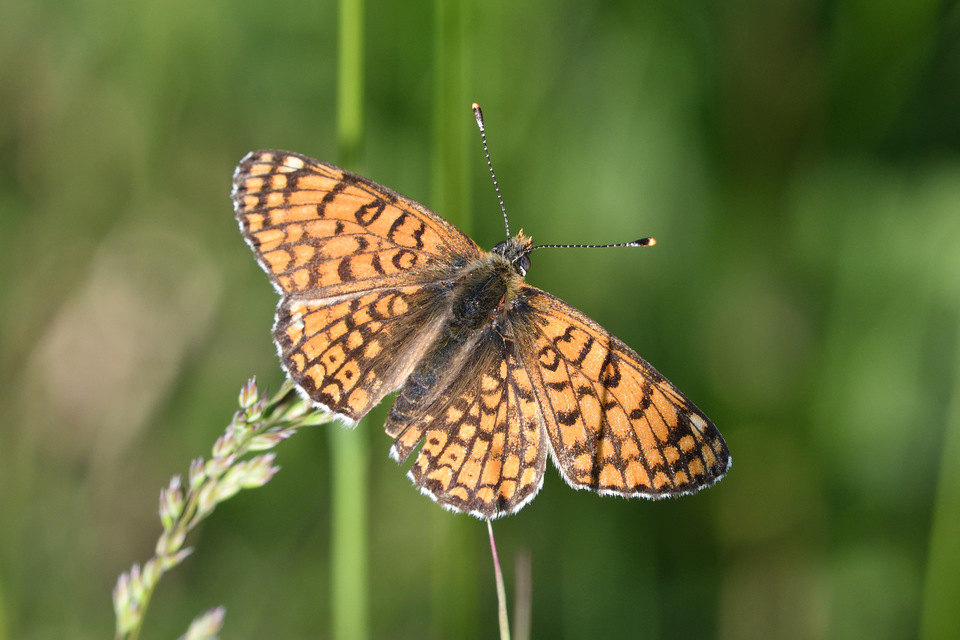 Melitaea cinxia - réti tarkalepke