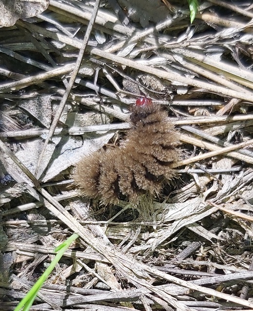 Amata phegea - fehérpettyes álcsüngőlepke