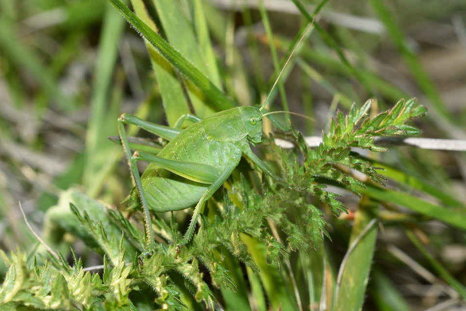 Polysarcus denticauda - fogasfarkú szöcske