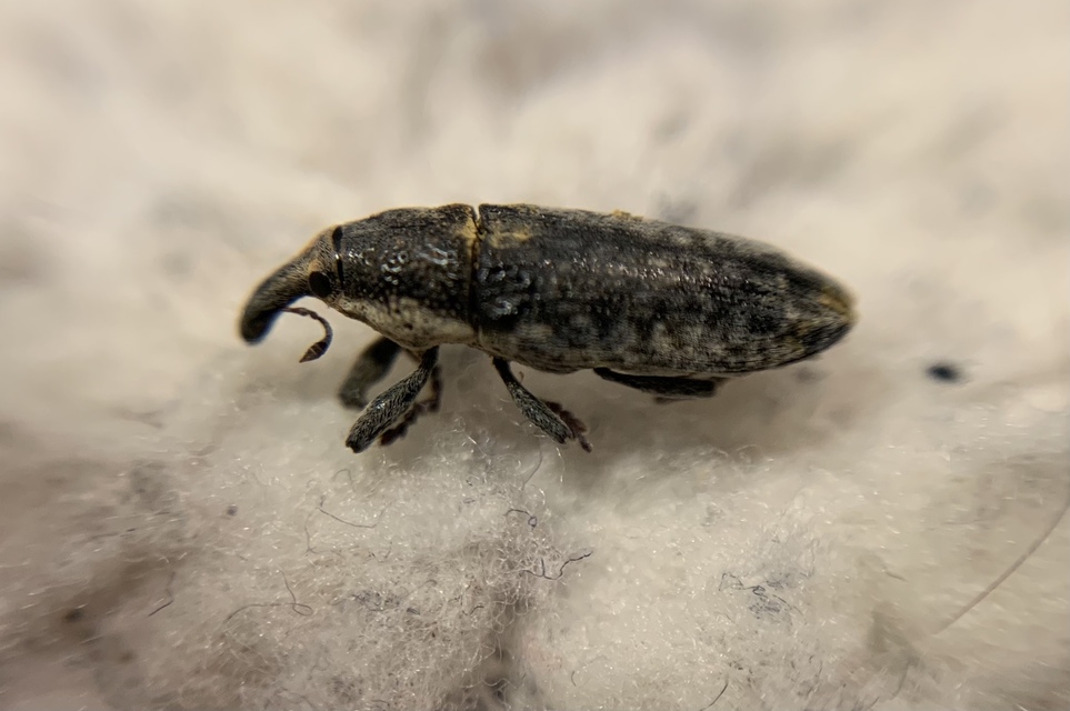 Lixus subtilis - disznóparéj-dudvabarkó