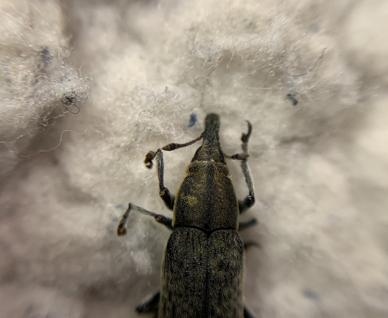 Lixus cardui - bogáncsfúró dudvabarkó