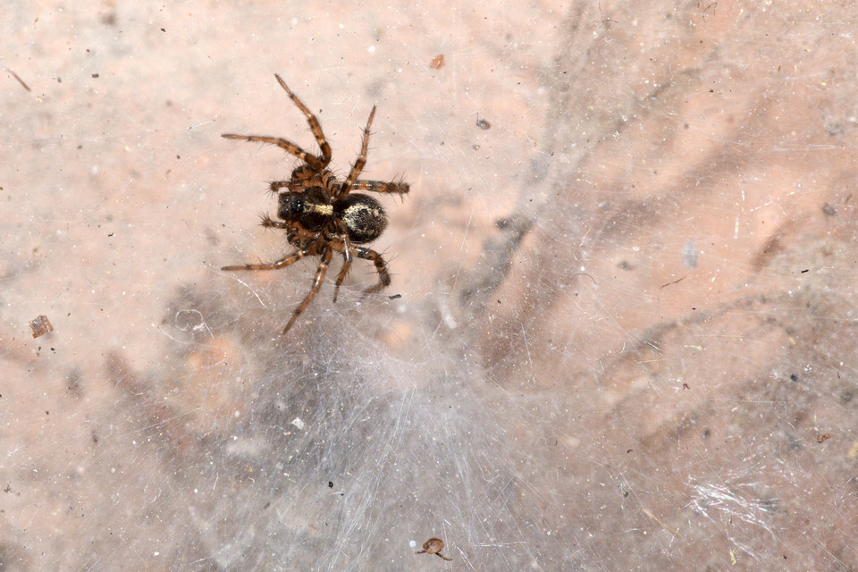 Textrix denticulata - fogas zugpók