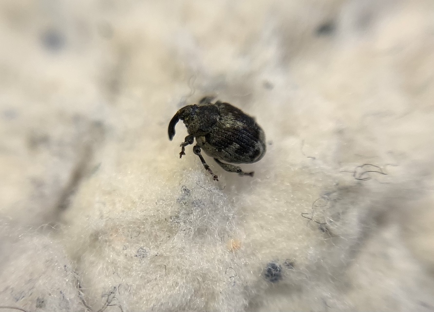 Hadroplontus litura - pompás aszatormányos