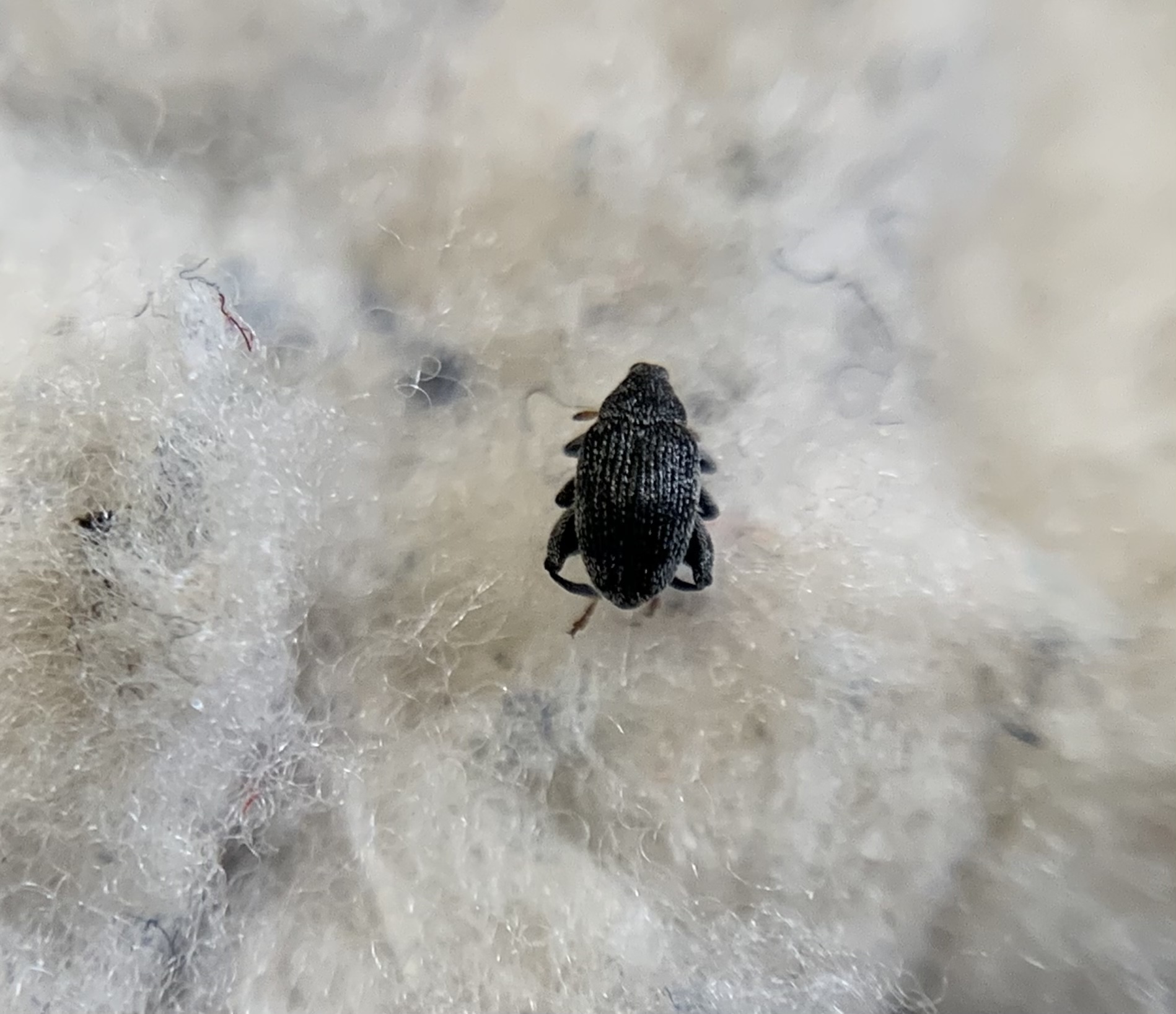 Pseudorchestes pratensis - imola-bolhaormányos
