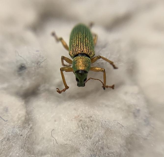 Polydrusus formosus - selymes lombormányos