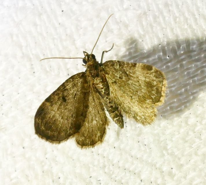 Pasiphila chloerata - hamvas törpearaszoló