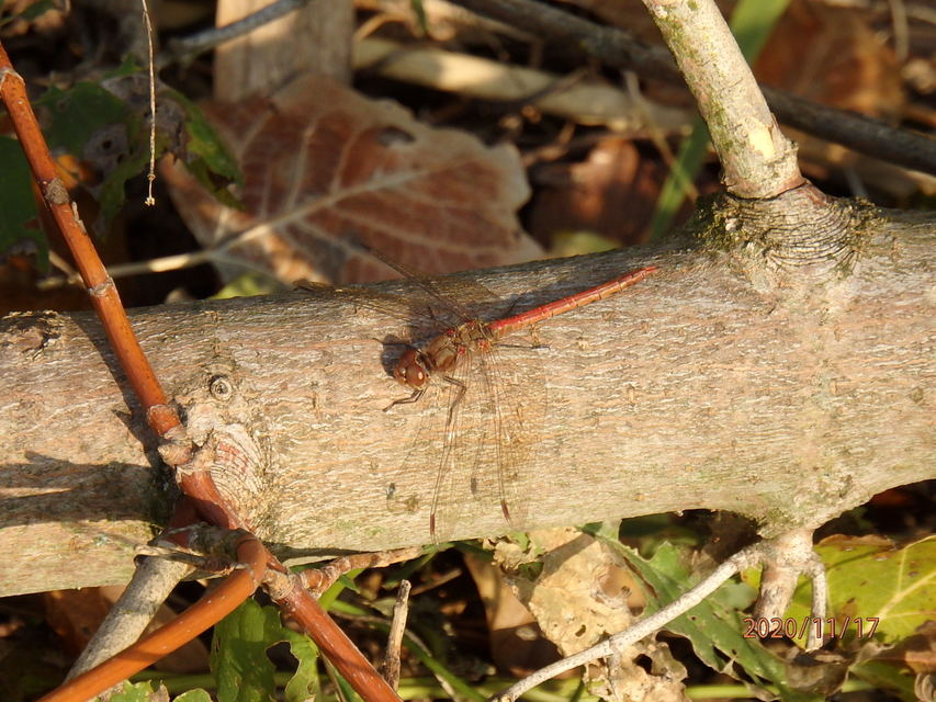 Sympetrum striolatum - harántsávos katona-szitakötő