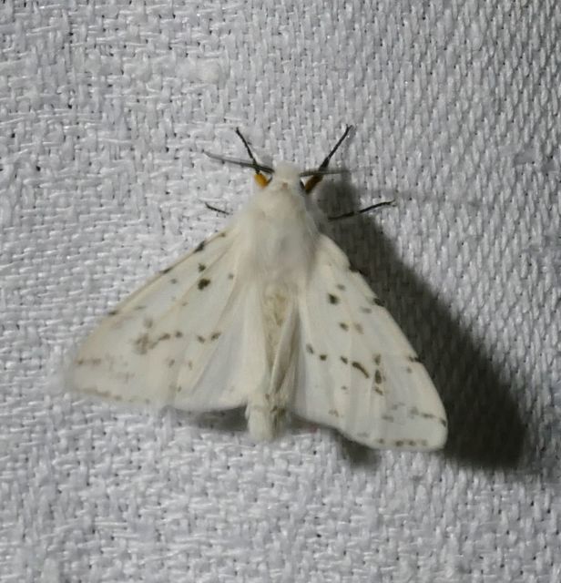 Hyphantria cunea - amerikai fehér medvelepke