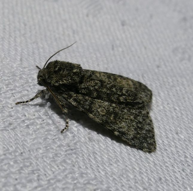 Acronicta megacephala - nagyfejű szigonyosbagoly